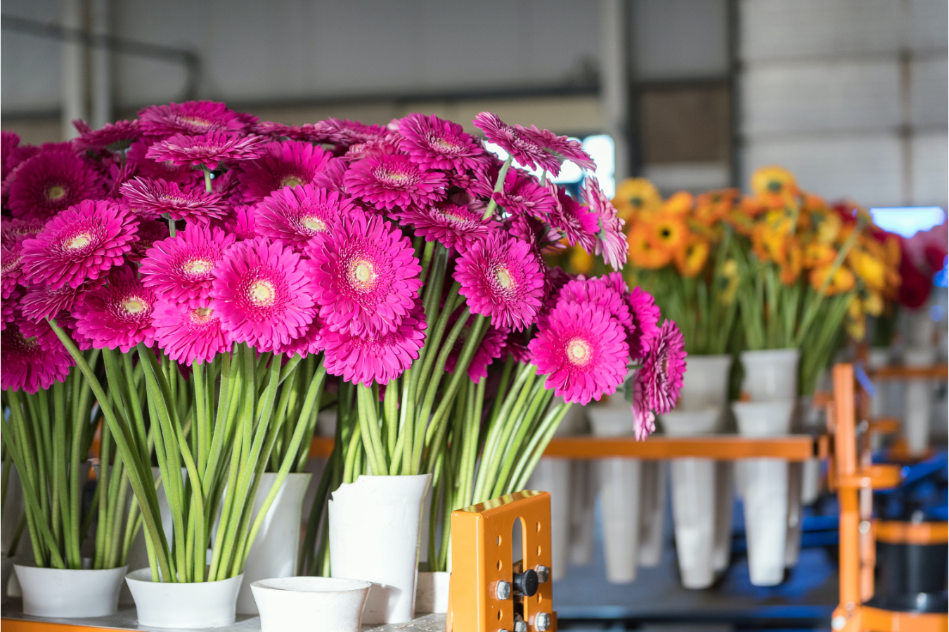 Gerbera