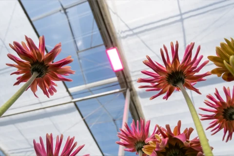 Sterke gerbera Kwekerij de Zuidplas